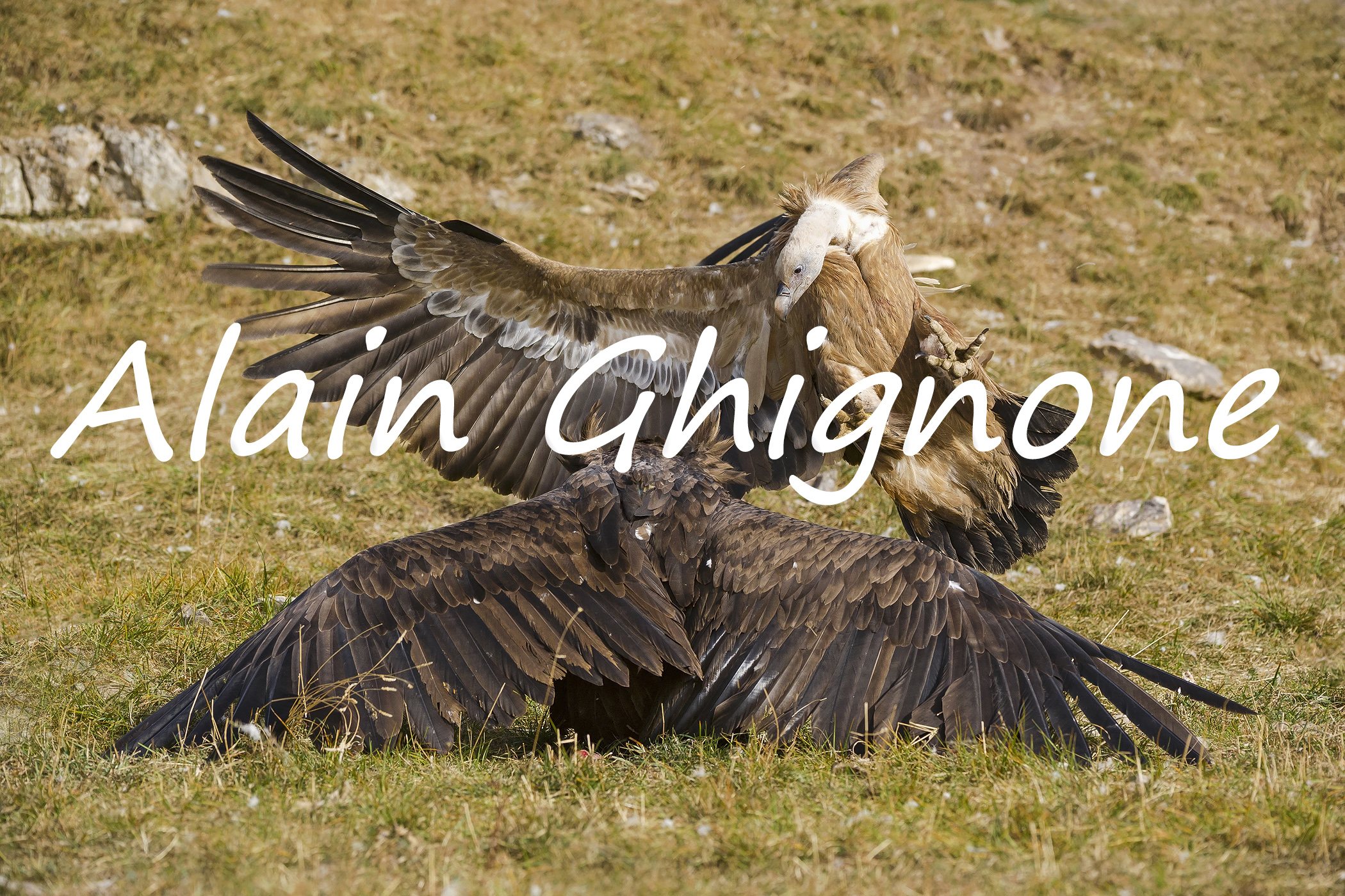 l'attacco del grifone