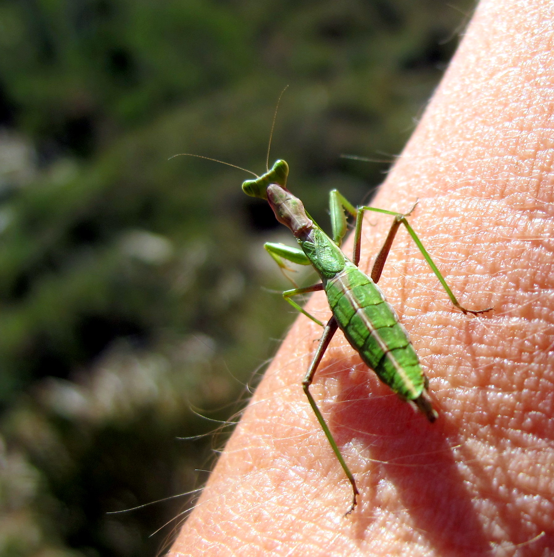 Lady Mantis de Mallorca :-)