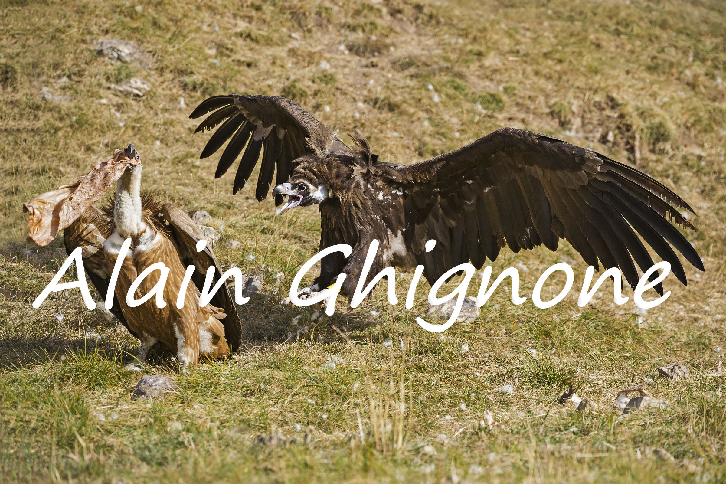 l'attacco del monaco