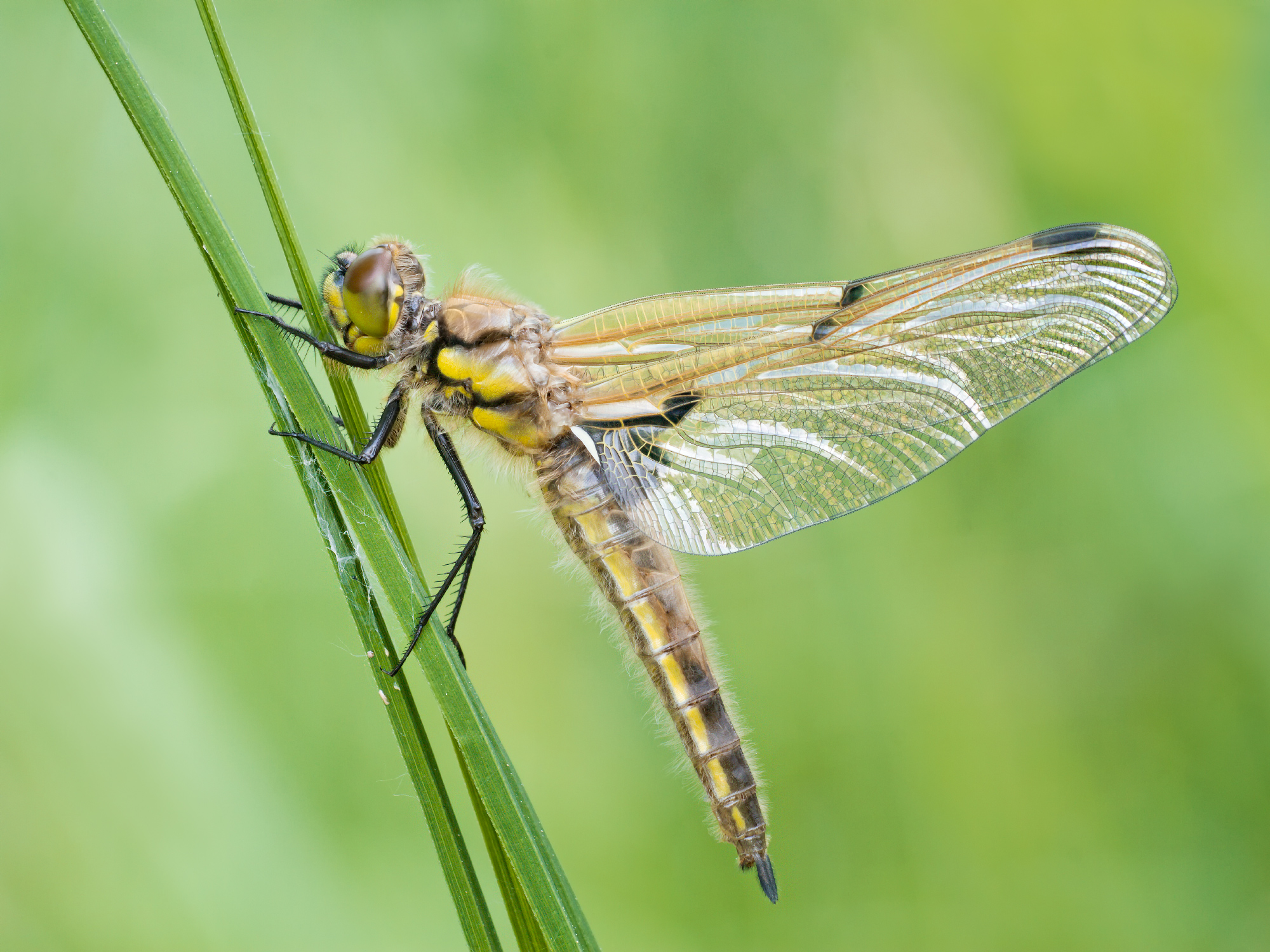 Libellula quadrimaculata