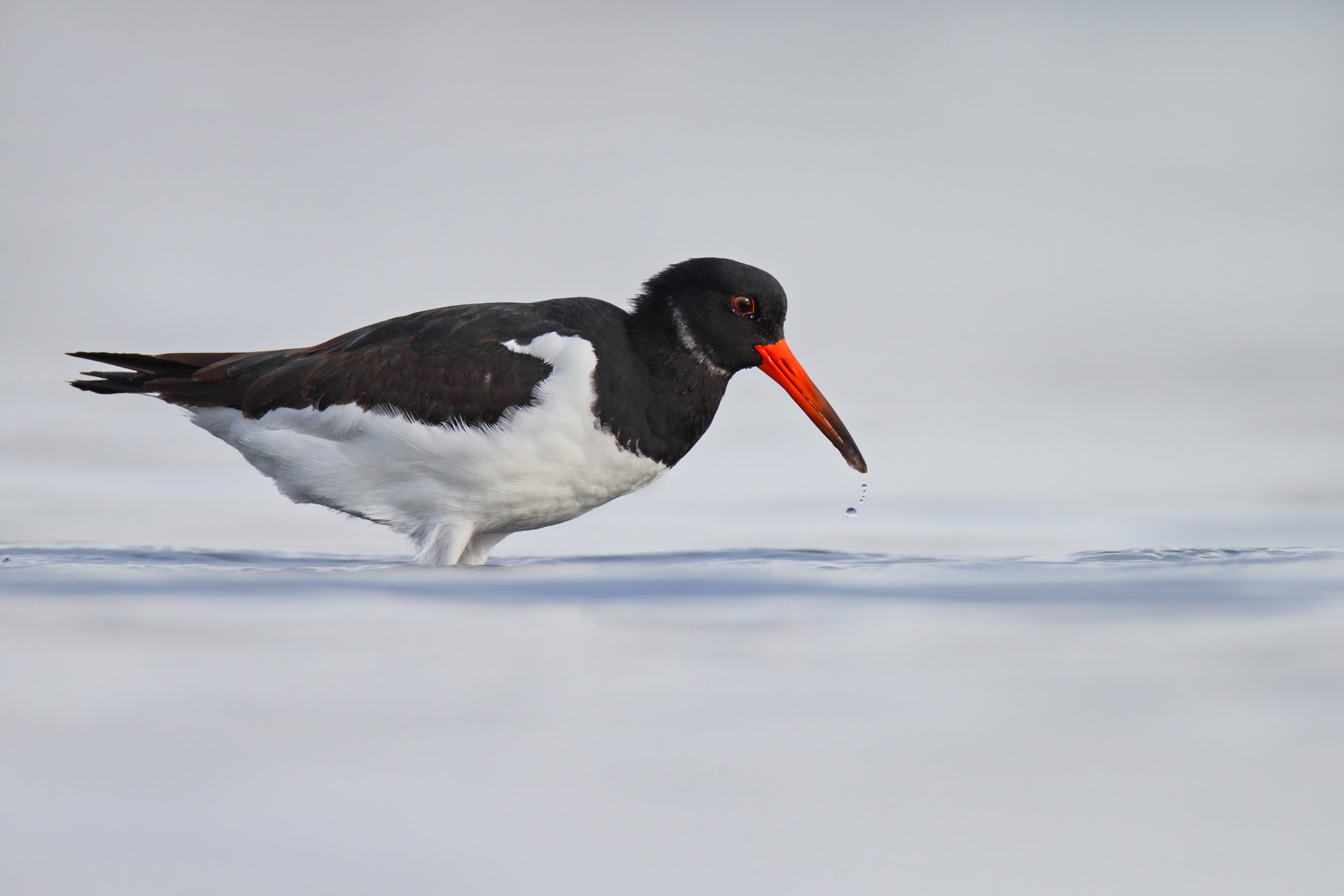 Oystercatcher