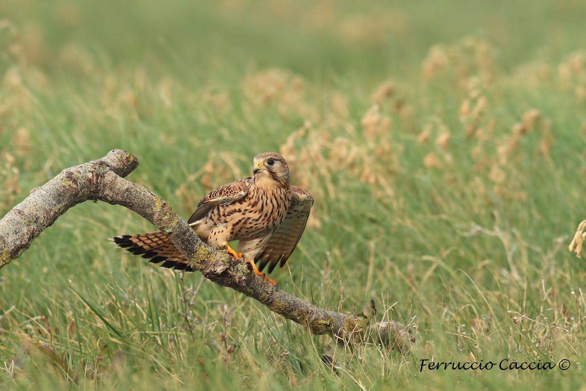 kestrel