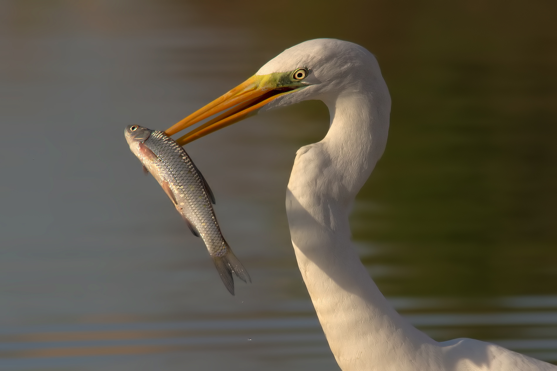 The early bird catches the worm