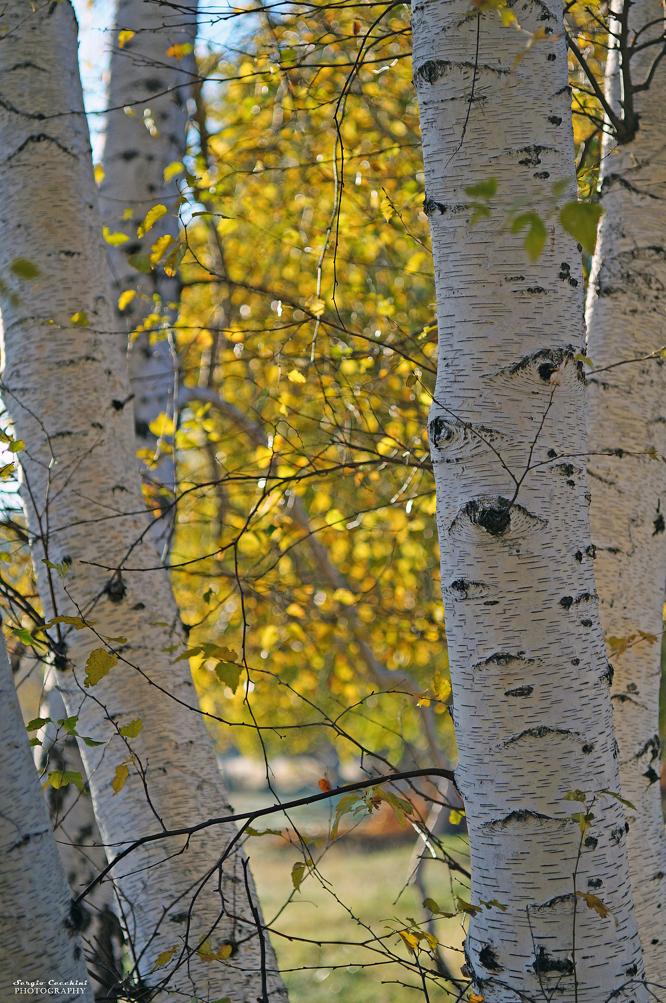 birch forest