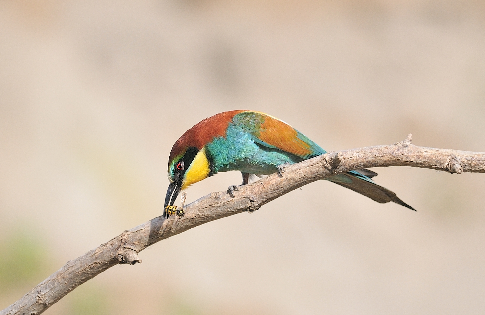 Bee-eater after the hunt