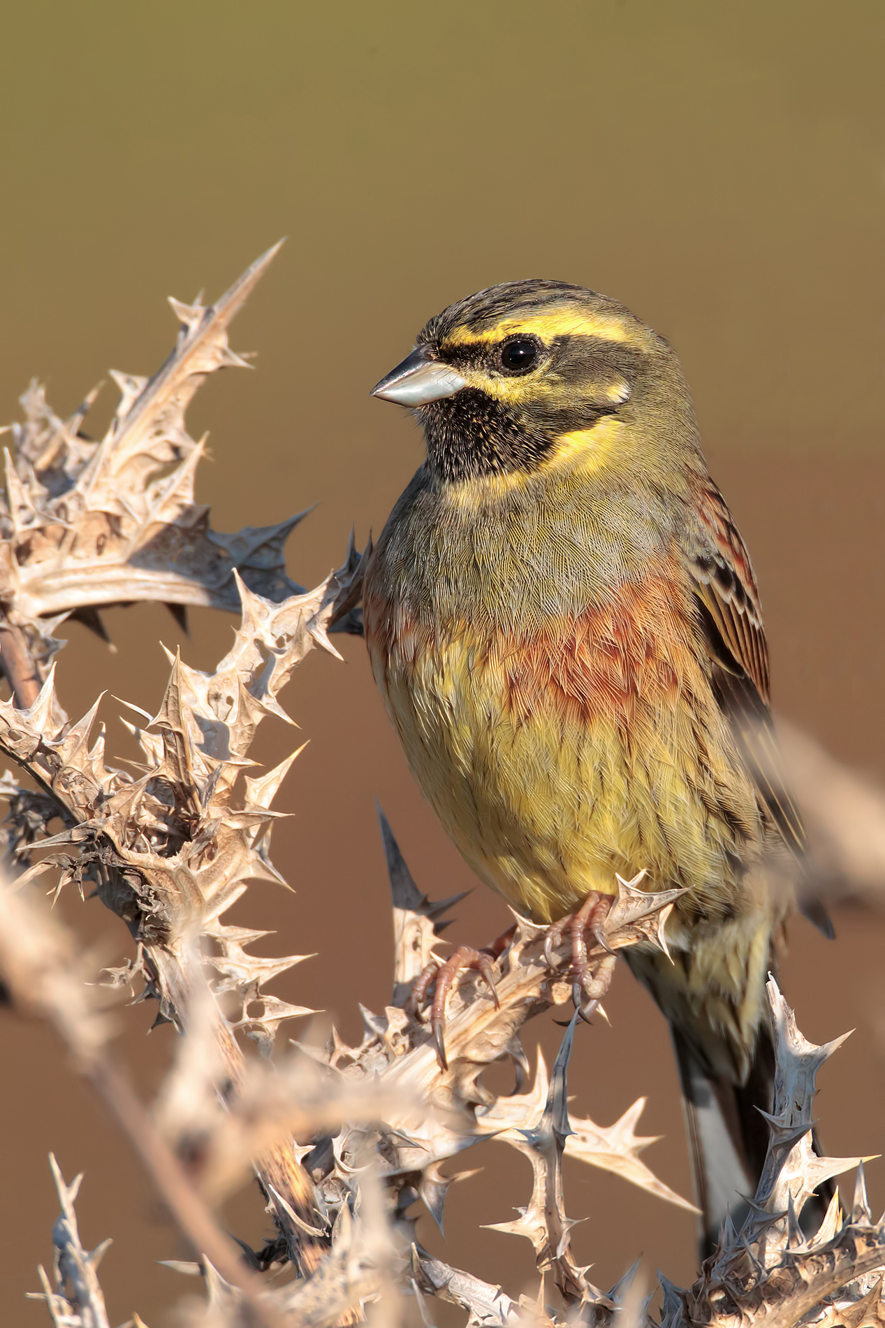 La posa dello Zigolo Nero