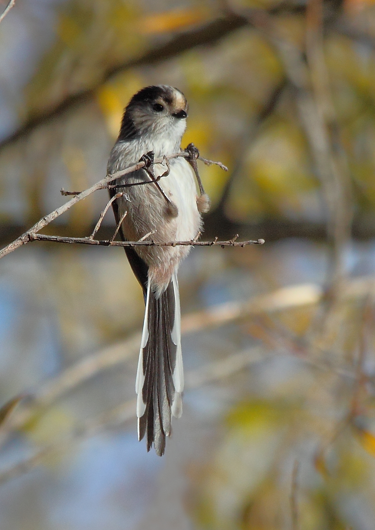 Long-tailed Tit .. in the gym.