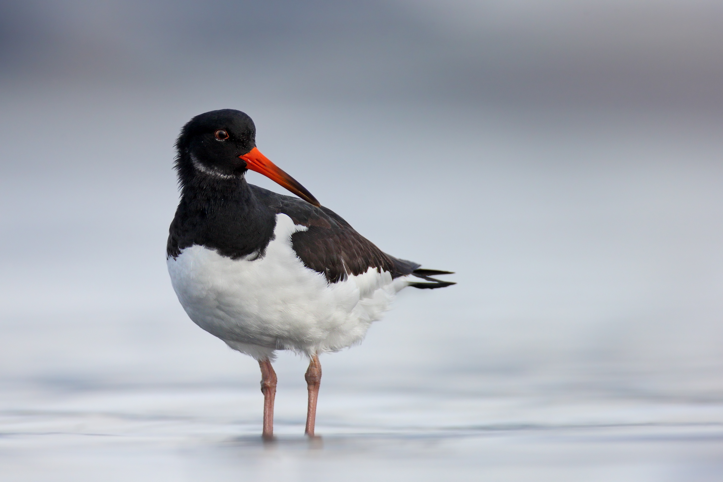 Oystercatcher