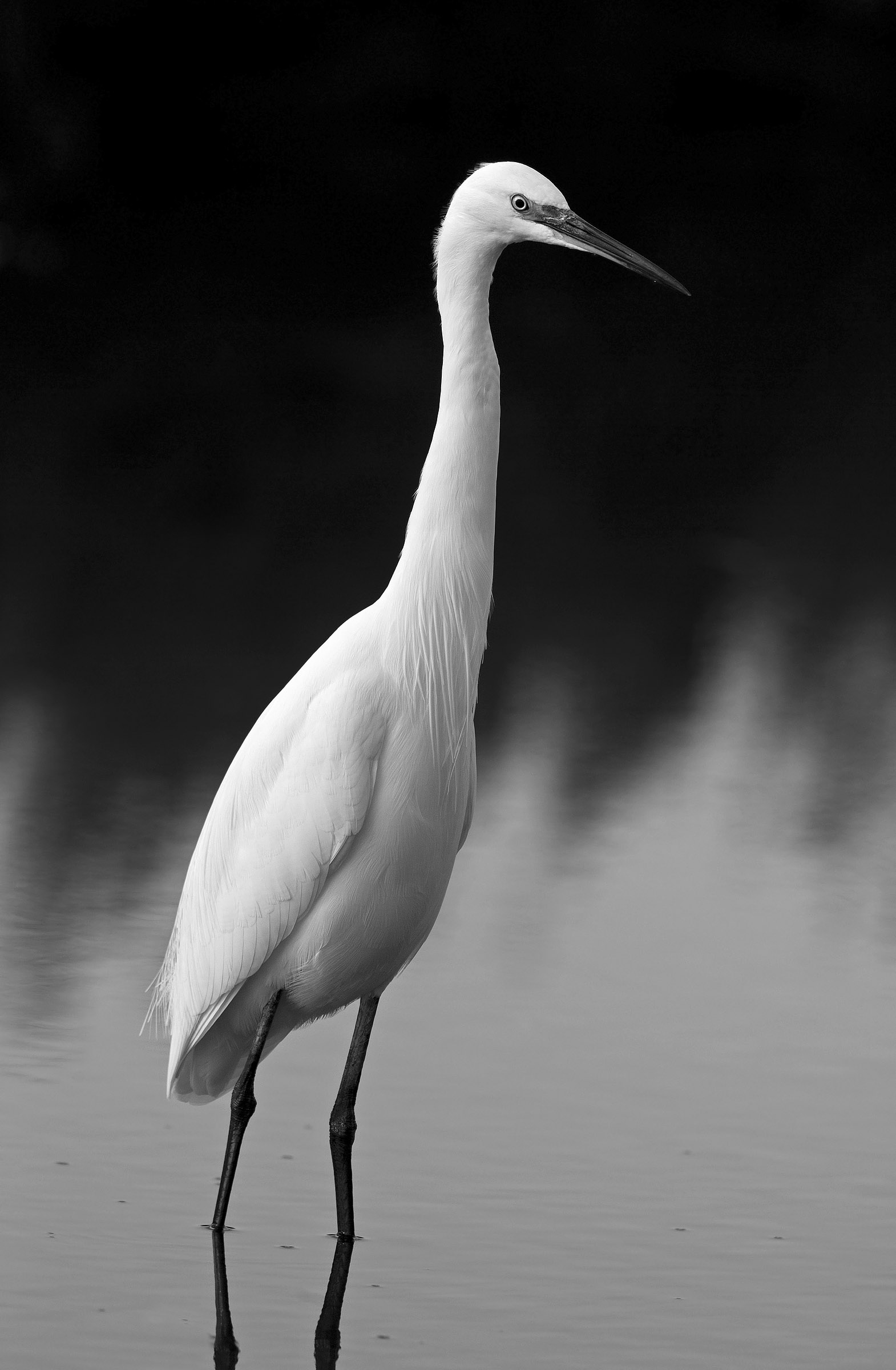 garzetta bianco & nero