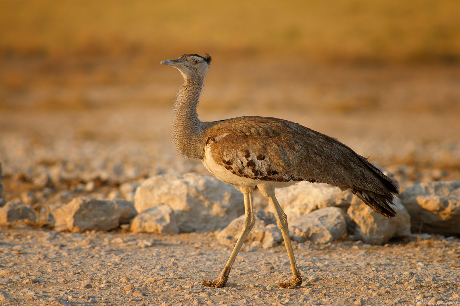 Kori bustard