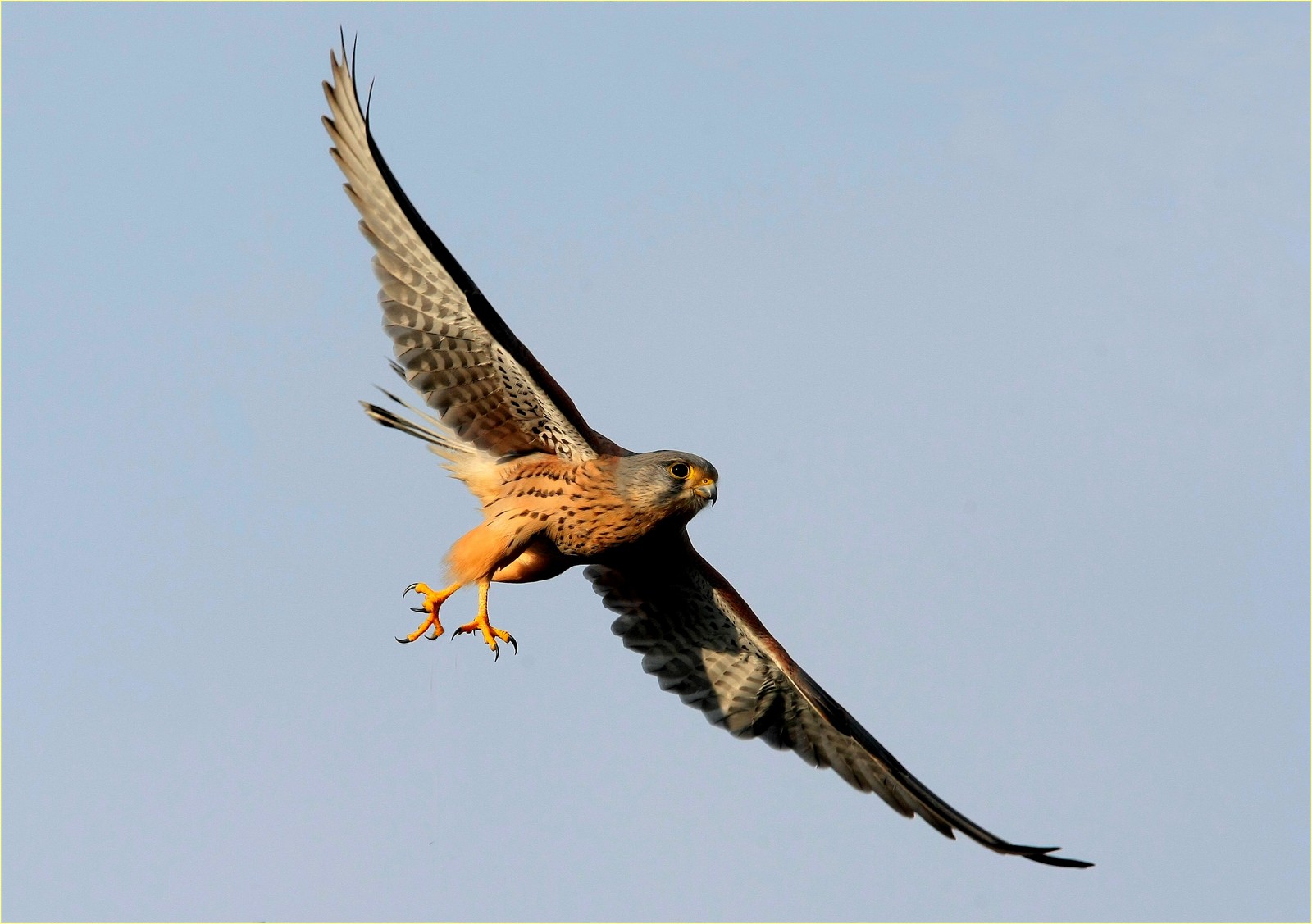 ,,gheppio,, la caccia ,,