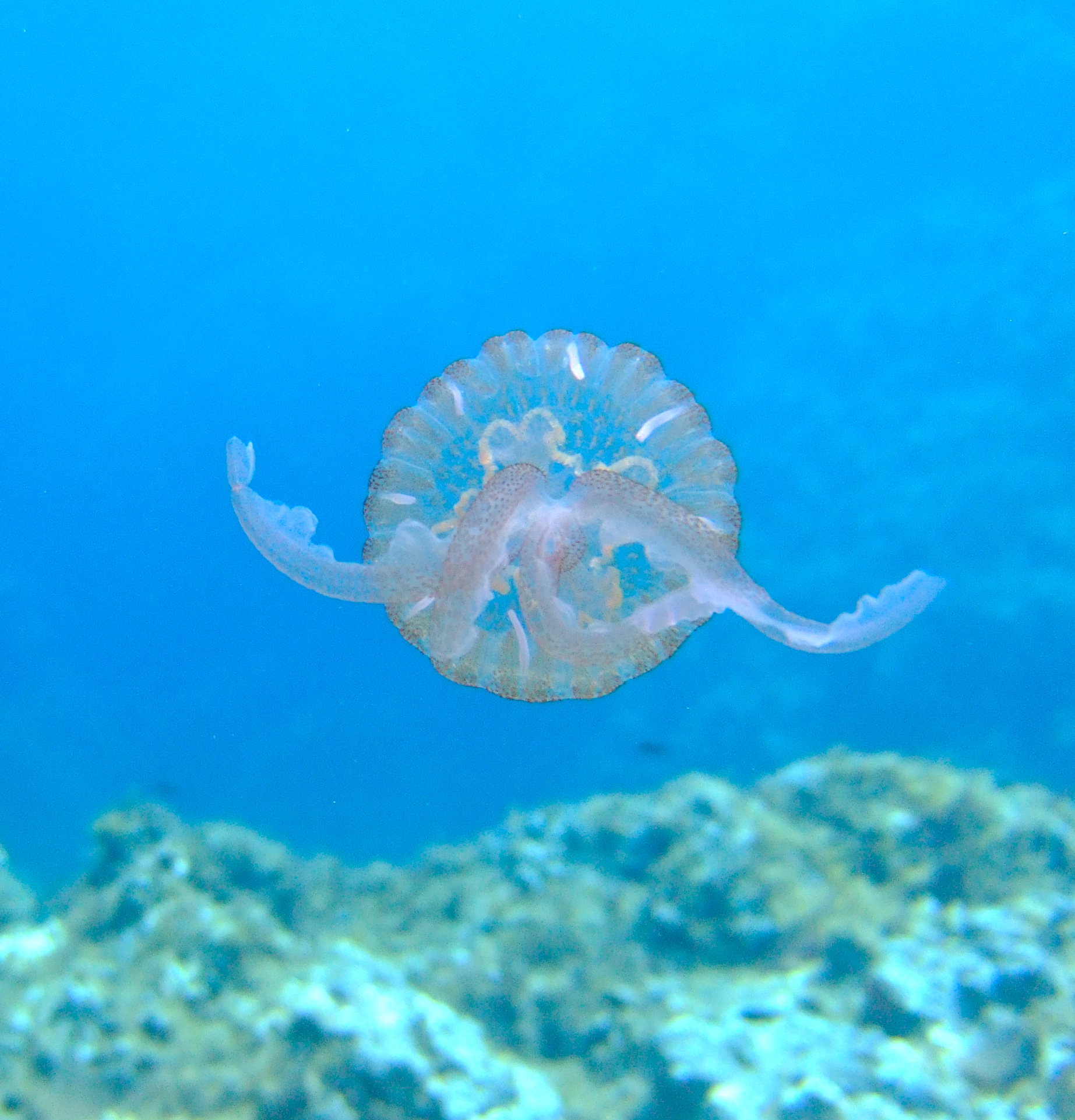 Jellyfish
