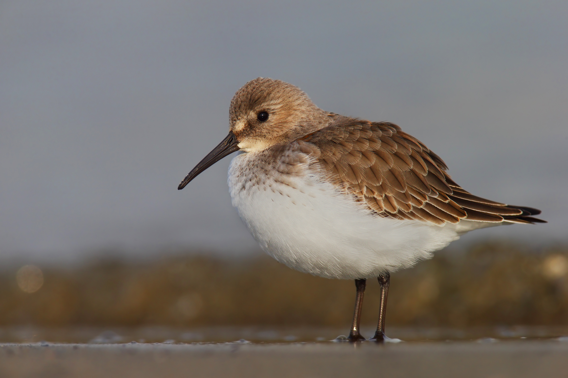 Dunlin