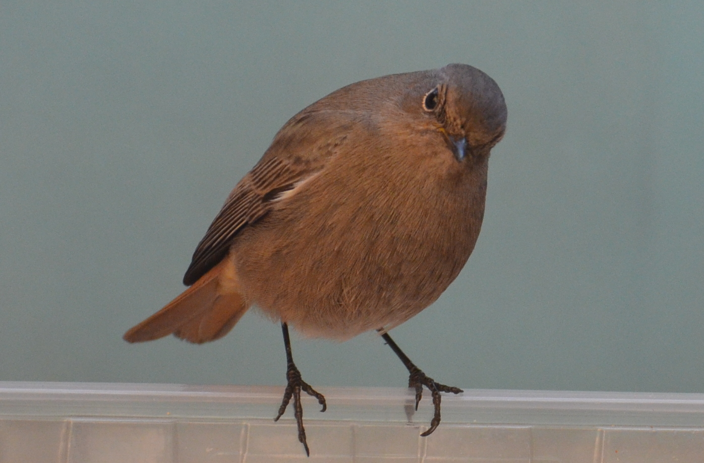 Black Redstart female