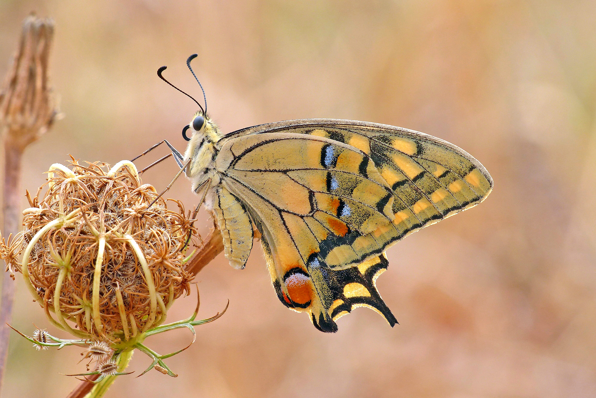papilio machaon