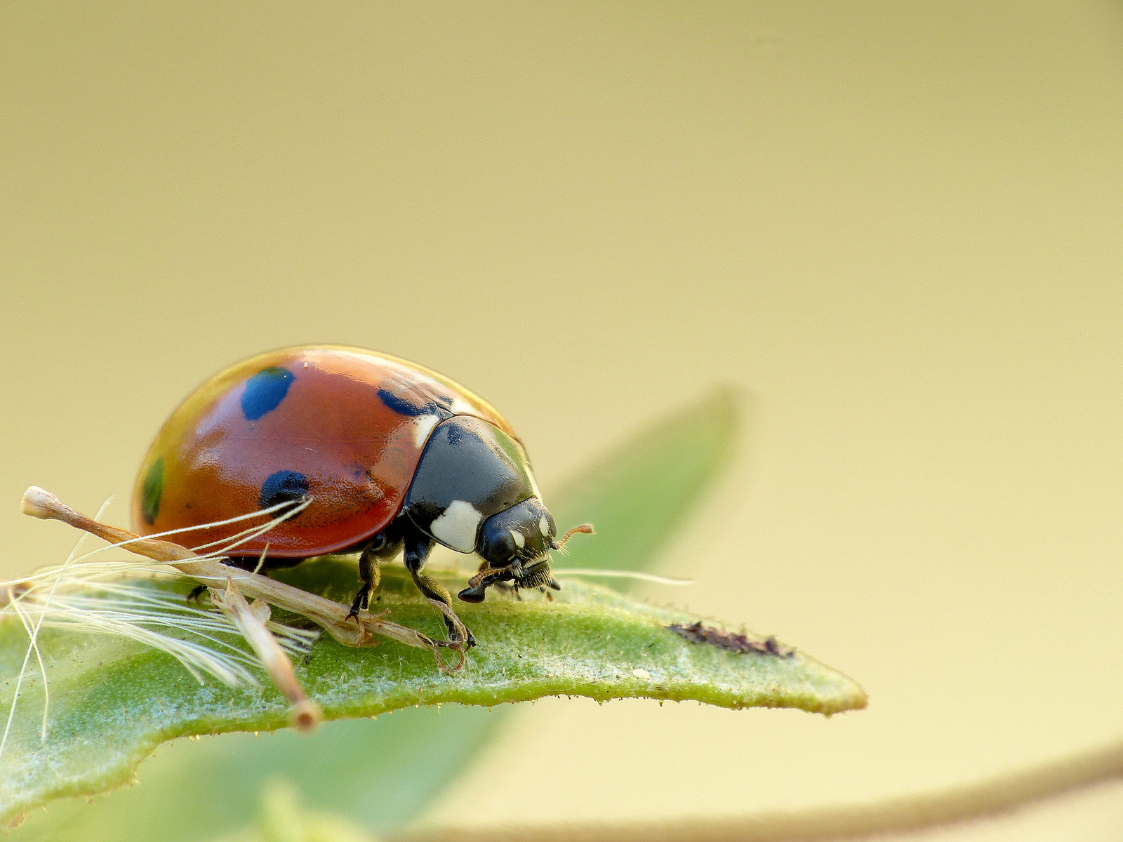 Coccinella septempunctata