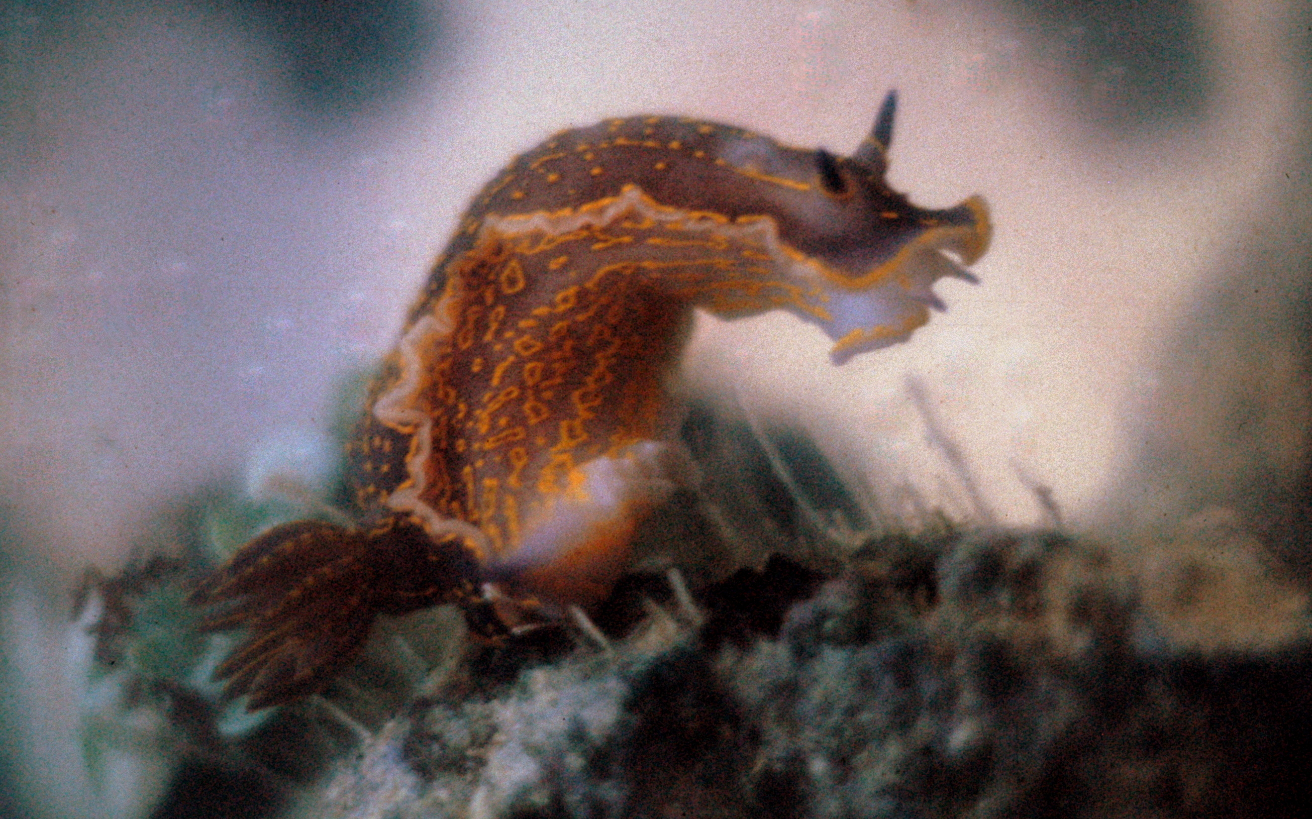 Nudibranco