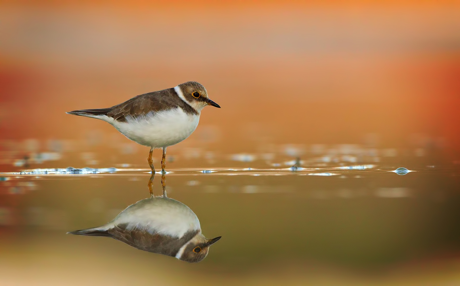 Mirror ( corriere piccolo )