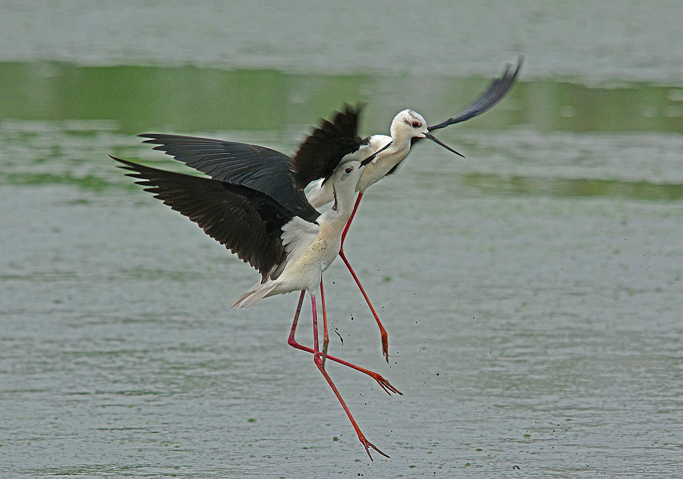 cavalieri d' Italia la danza