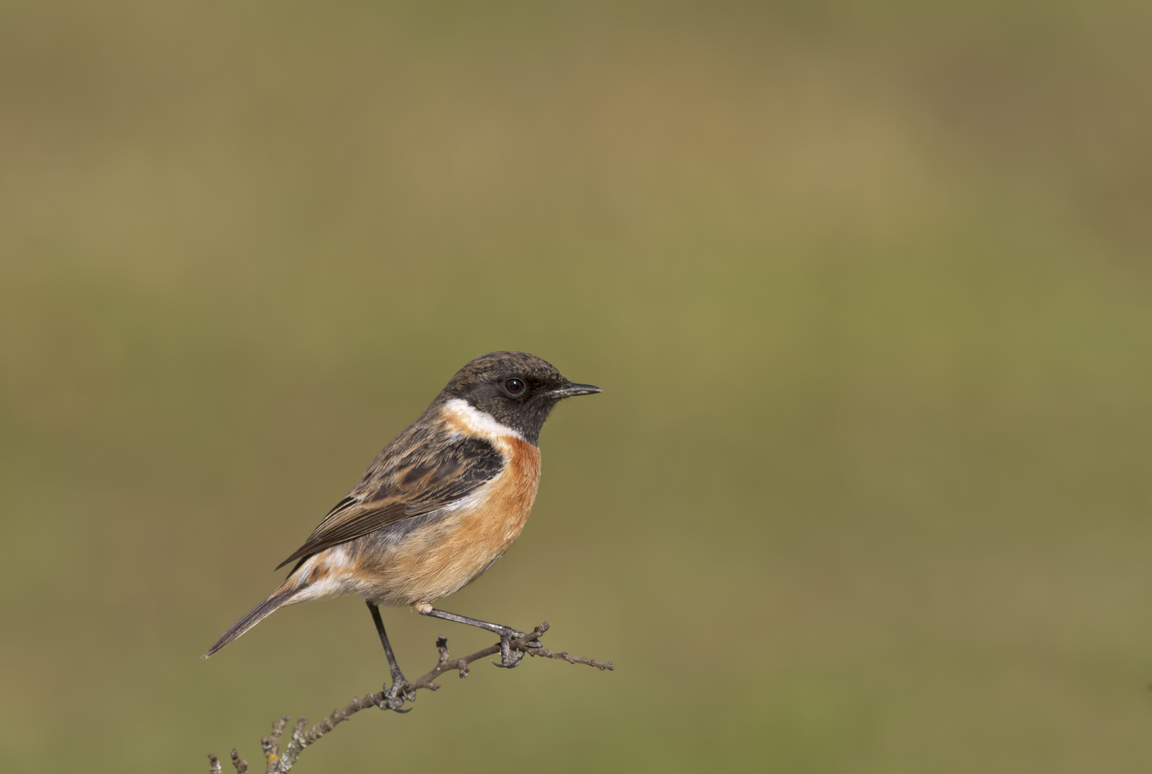 Stonechat