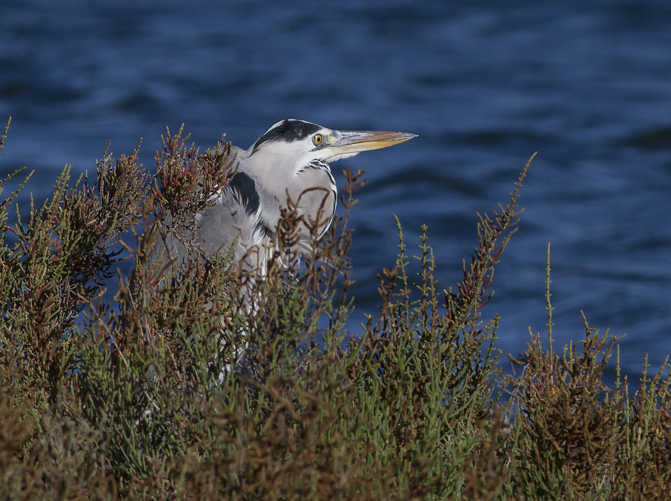 gray heron