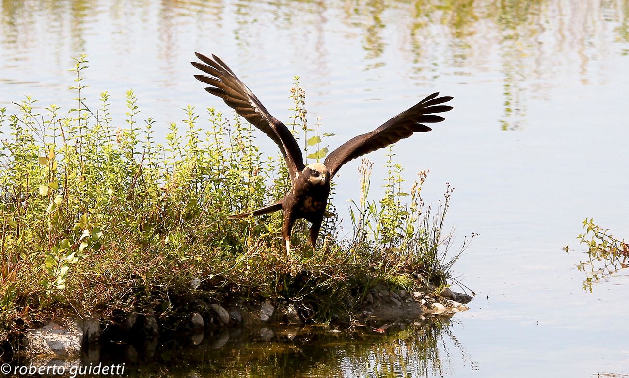 marsh harrier