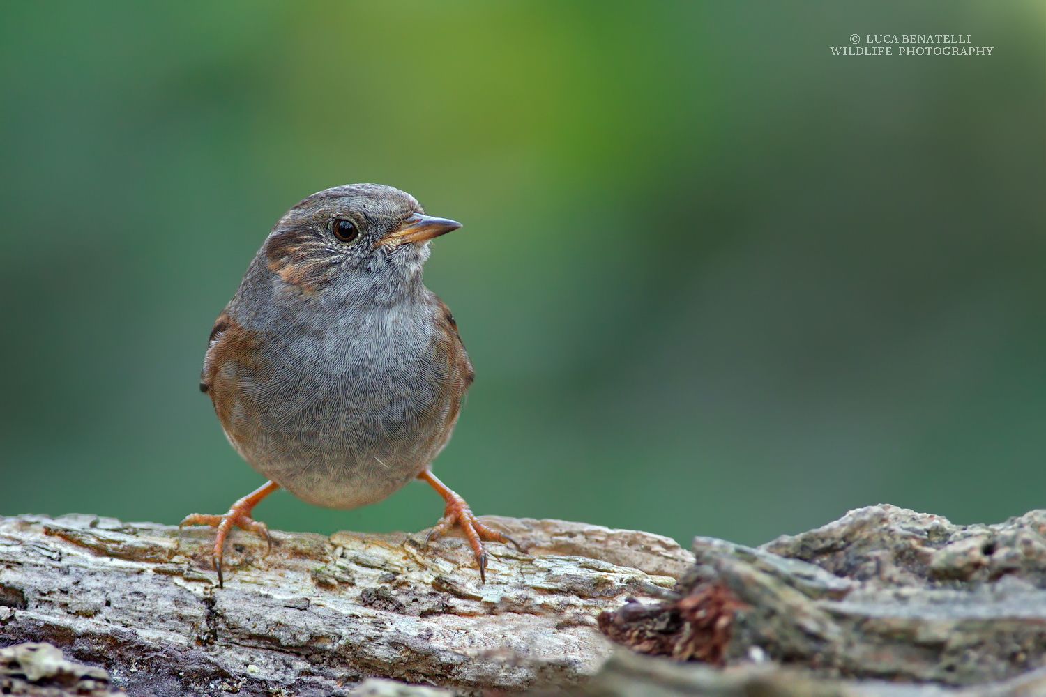 Dunnock