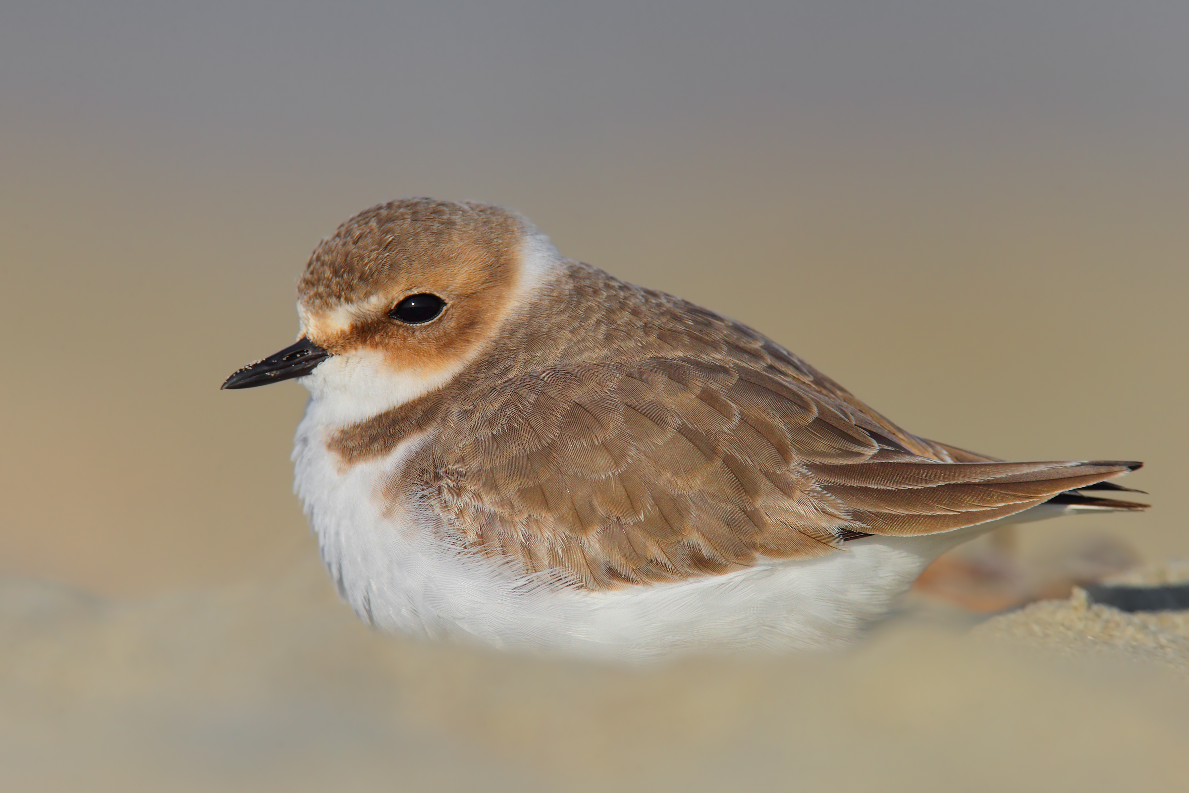 Mallards in relaxation