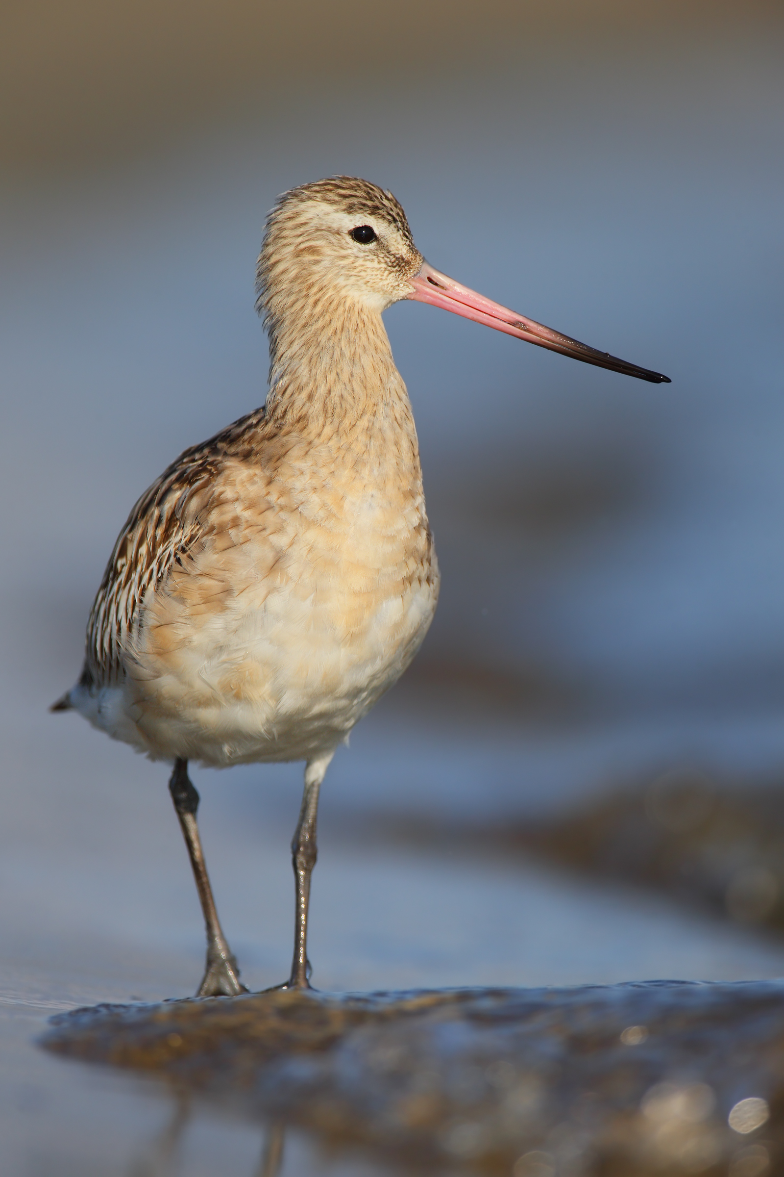 Bar-tailed Godwit
