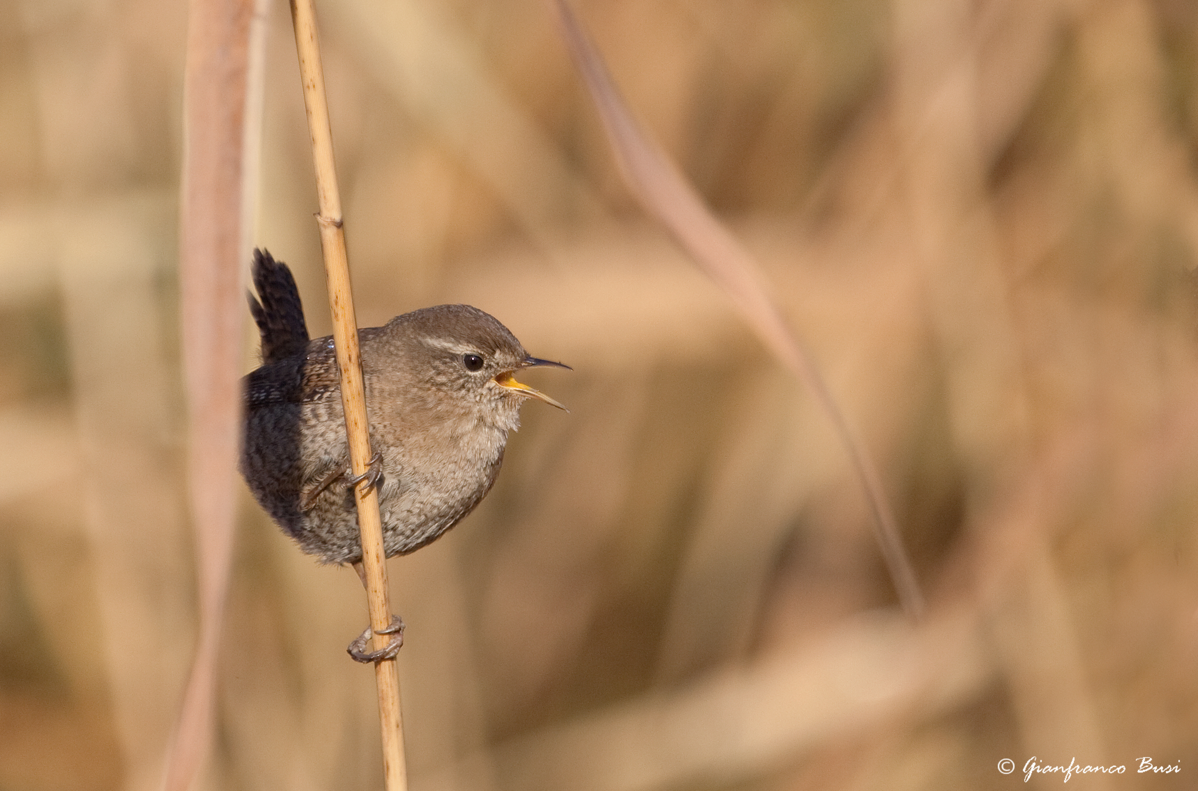 scricciolo - troglodytes troglodytes
