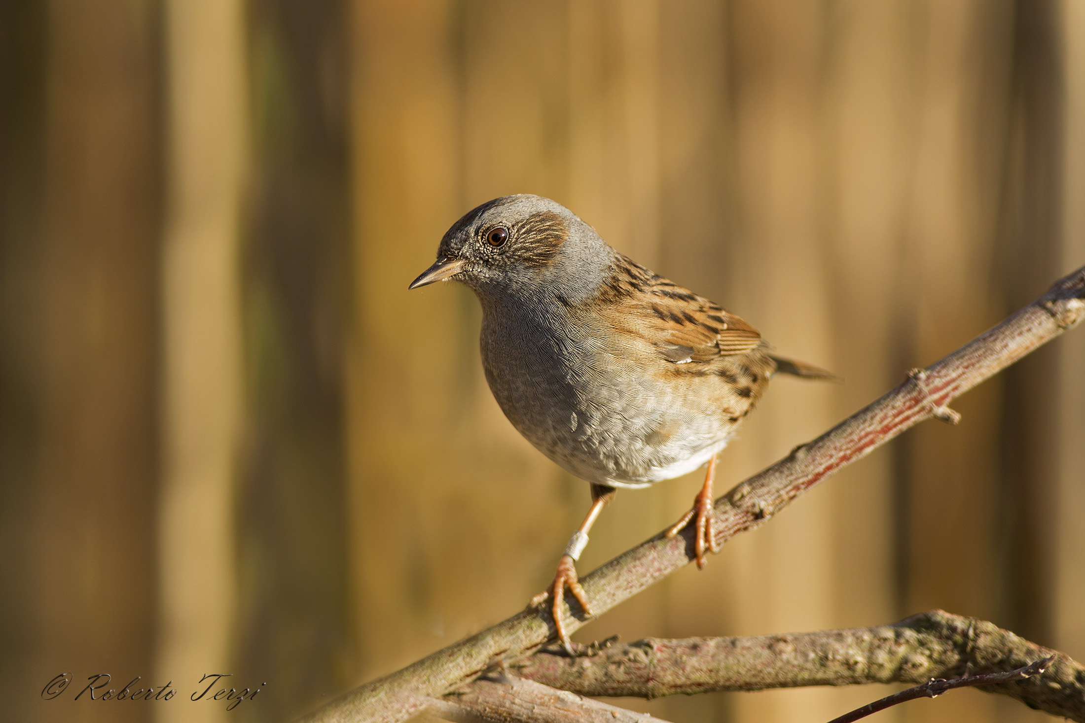 Dunnock