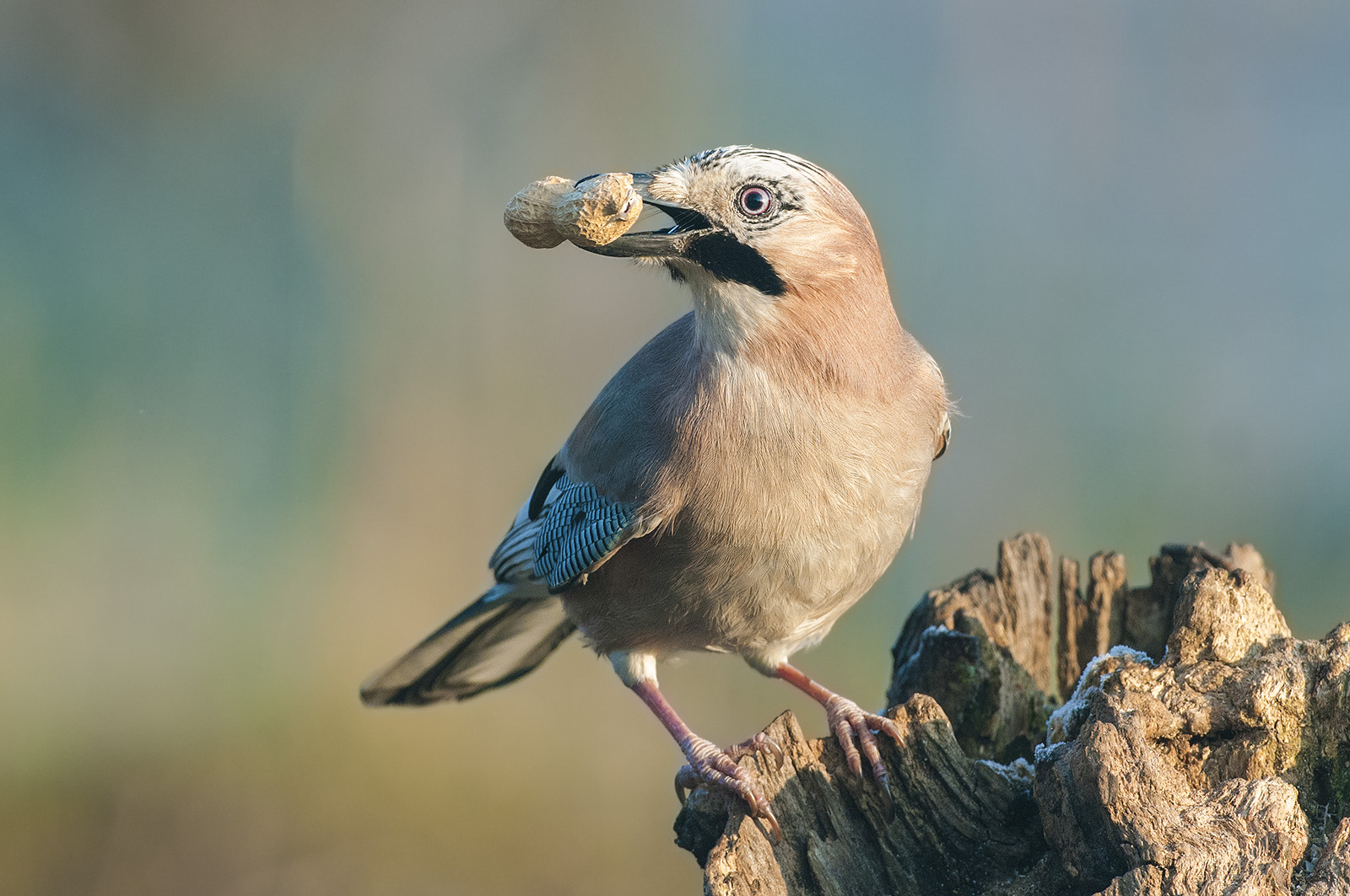 Ghiandaia-bagigio #2