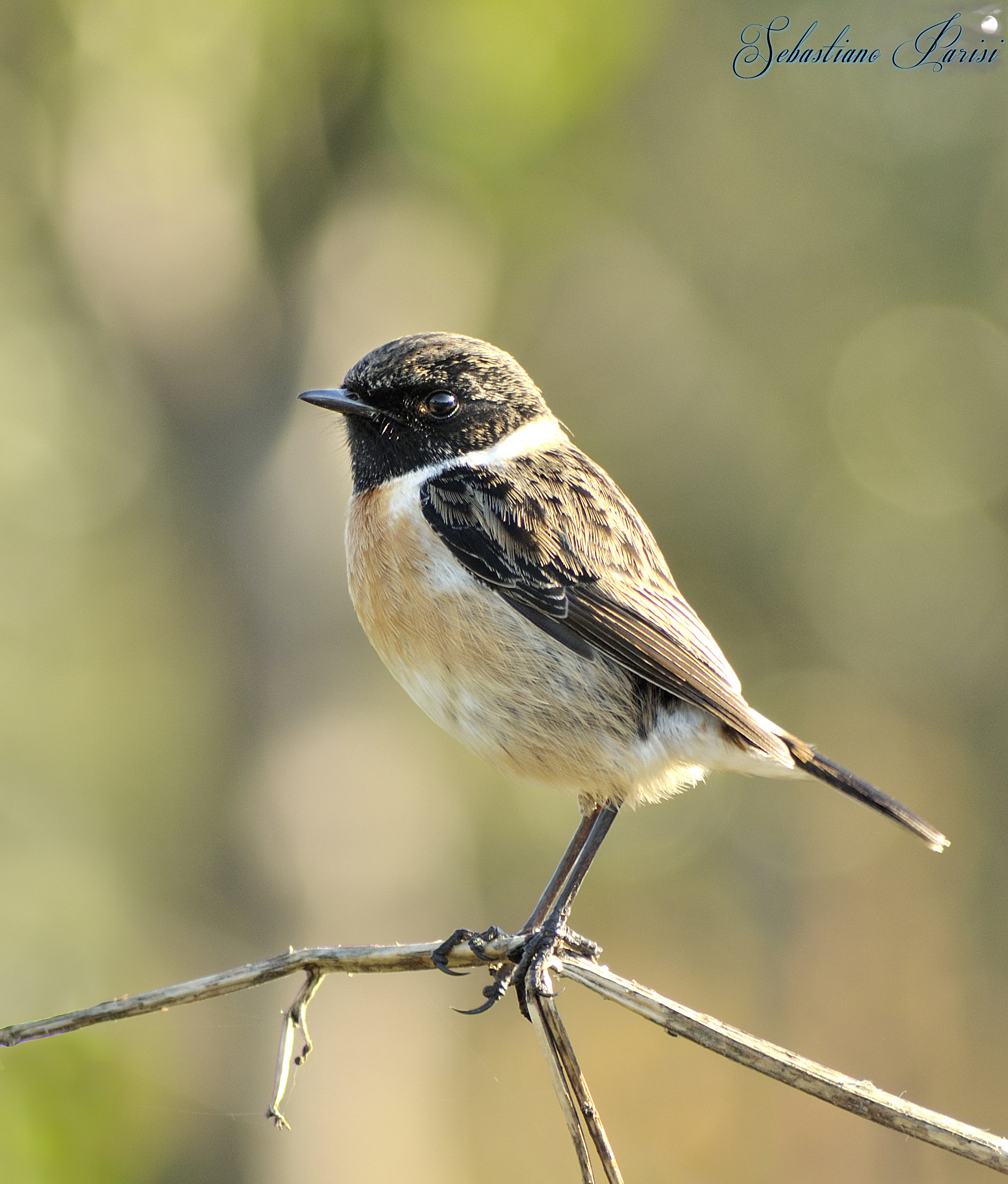 Stonechat