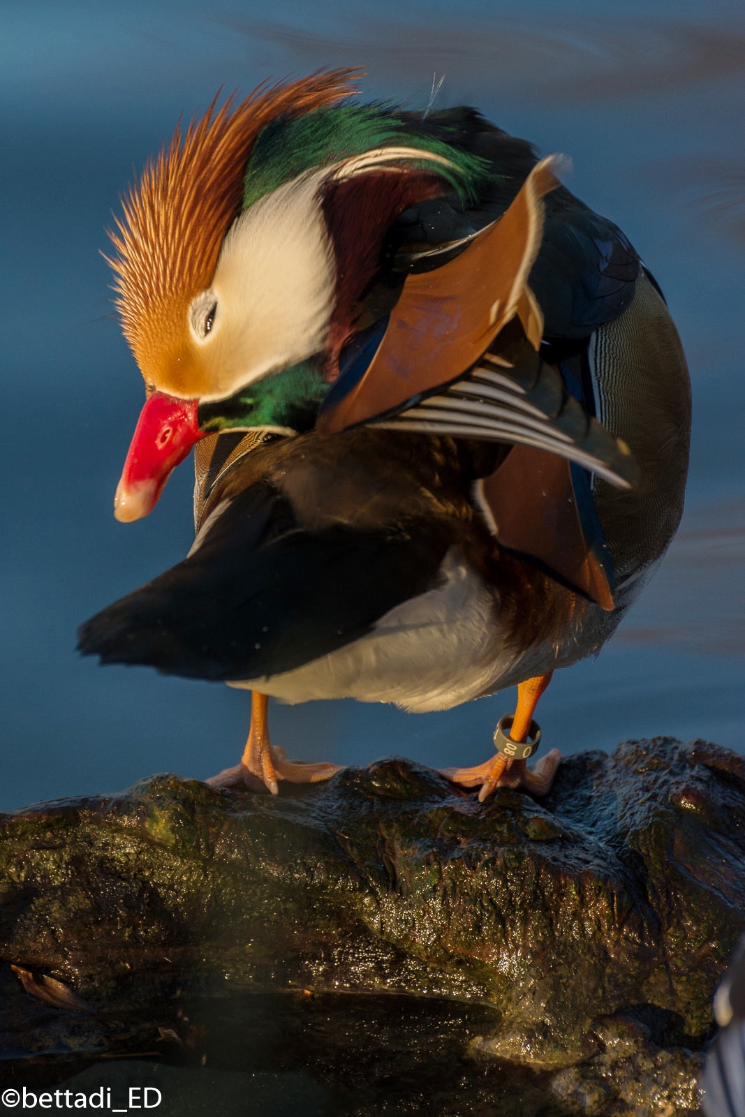 please don't disturb the daffy duck