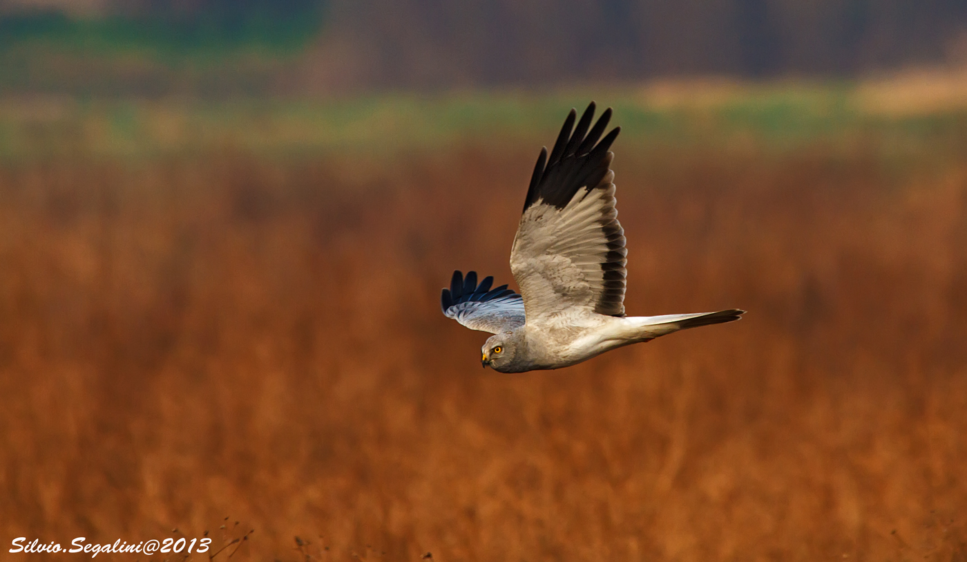 Albanella Reale maschio