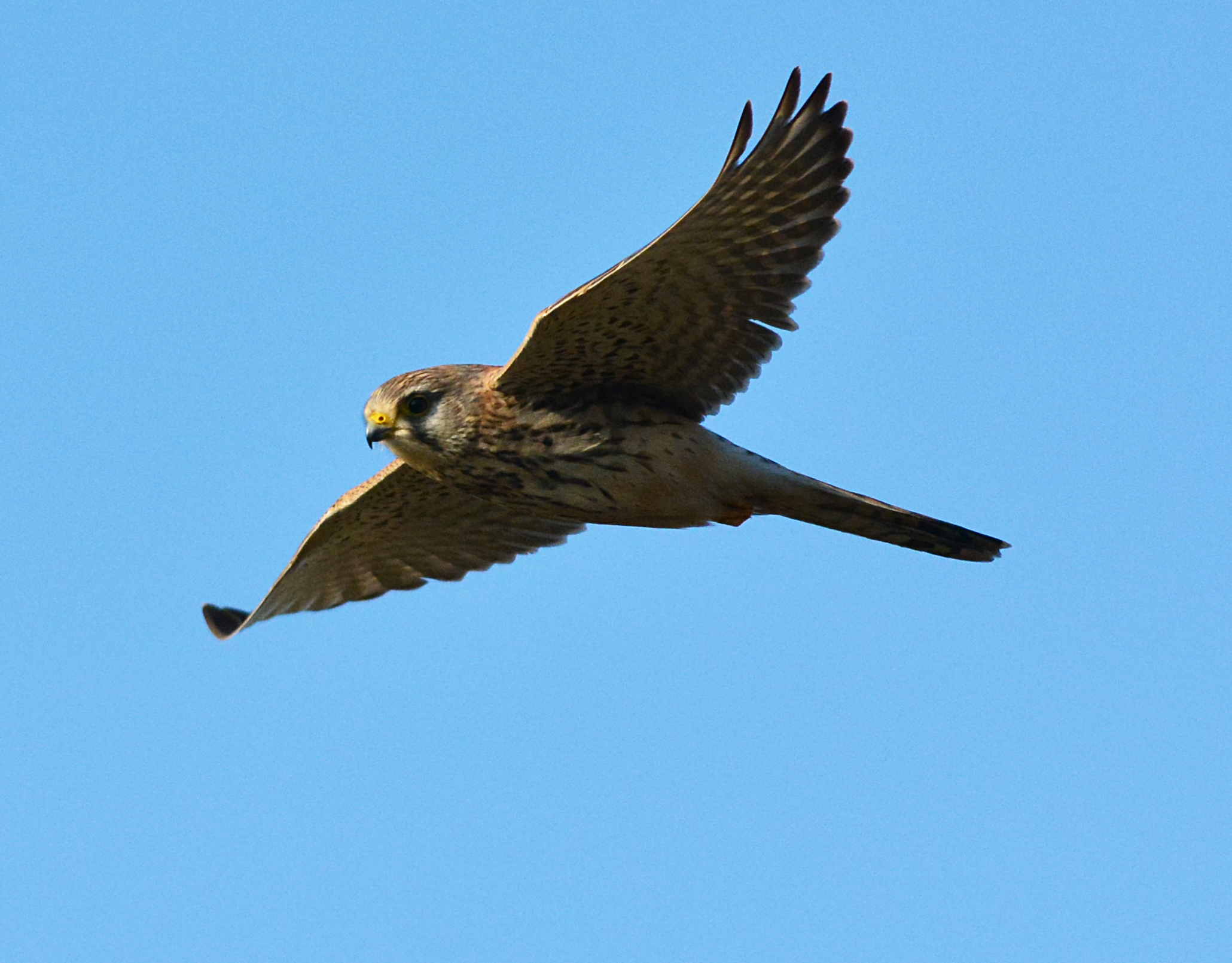 gheppio a S.Lucia femm