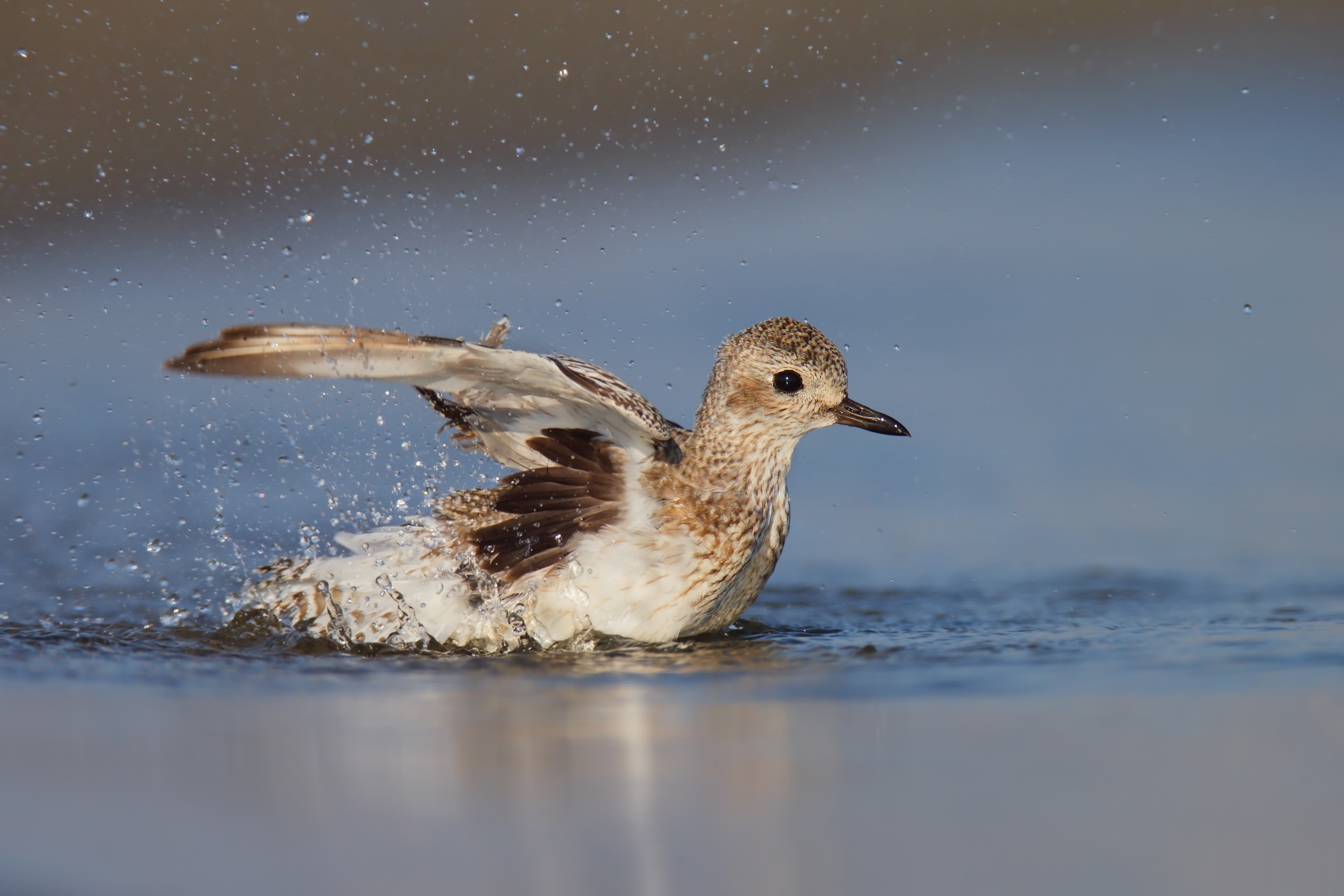 Black-bellied Plover