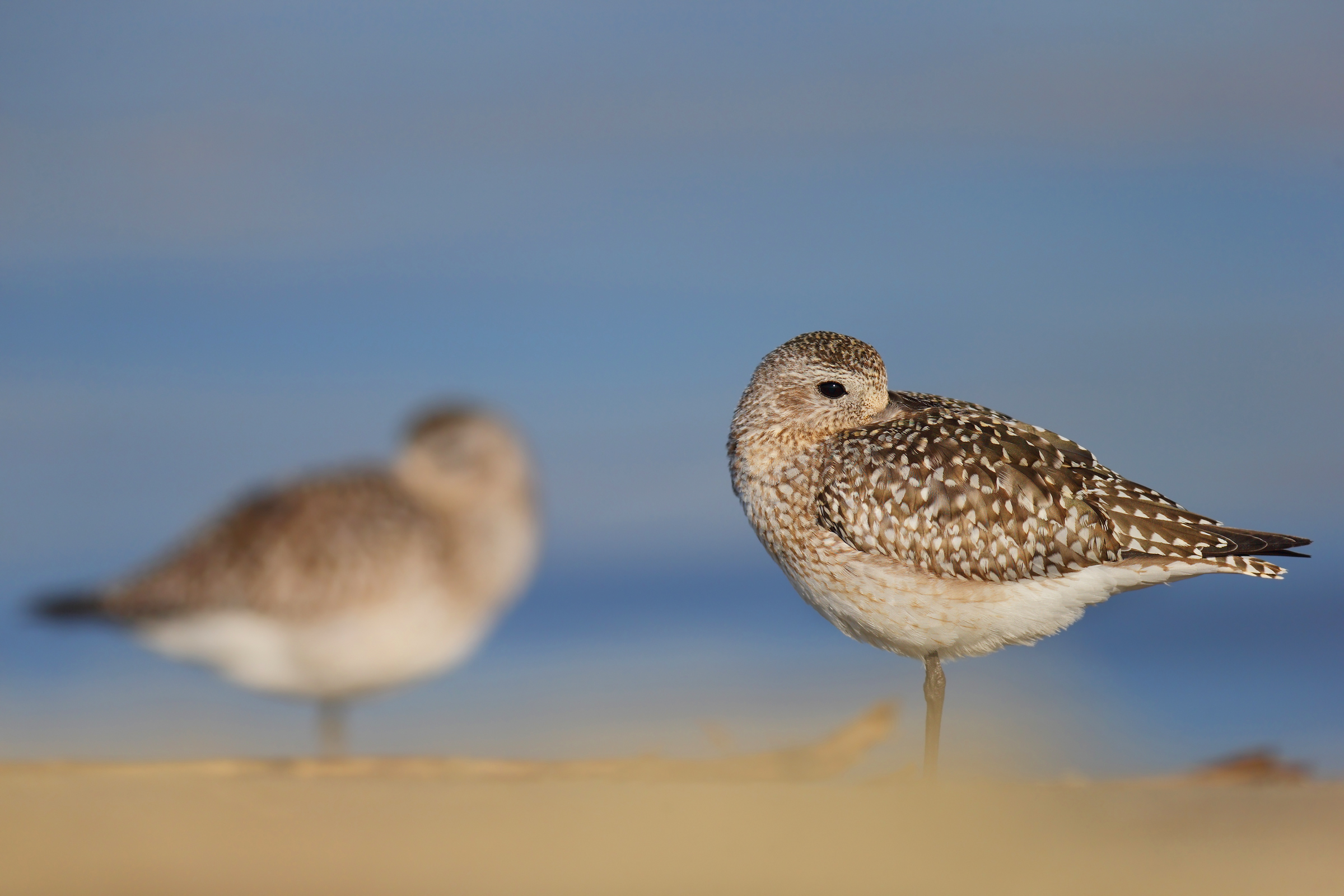 Grey Plovers