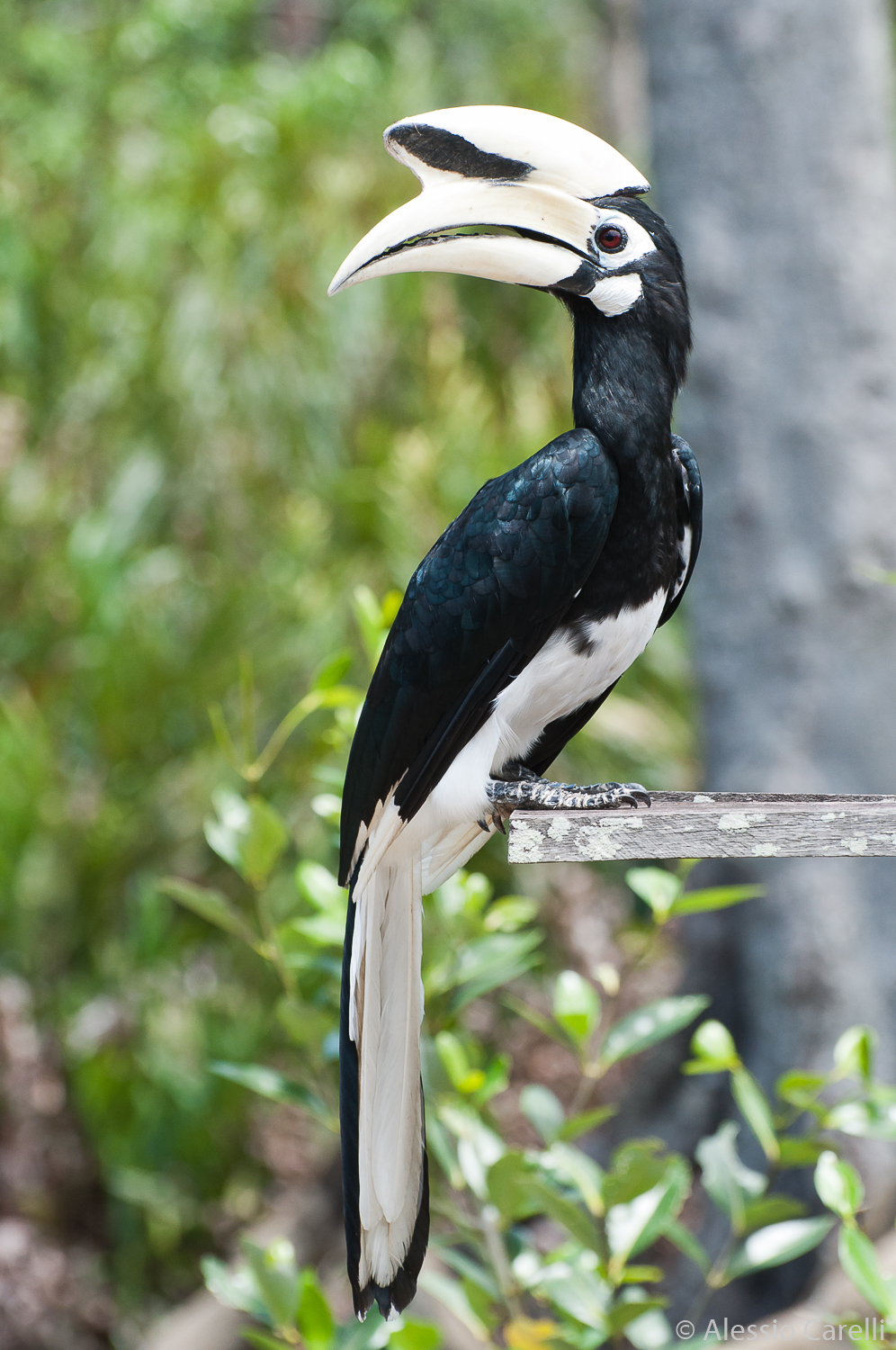 Oriental pied Hornbil - Borneo