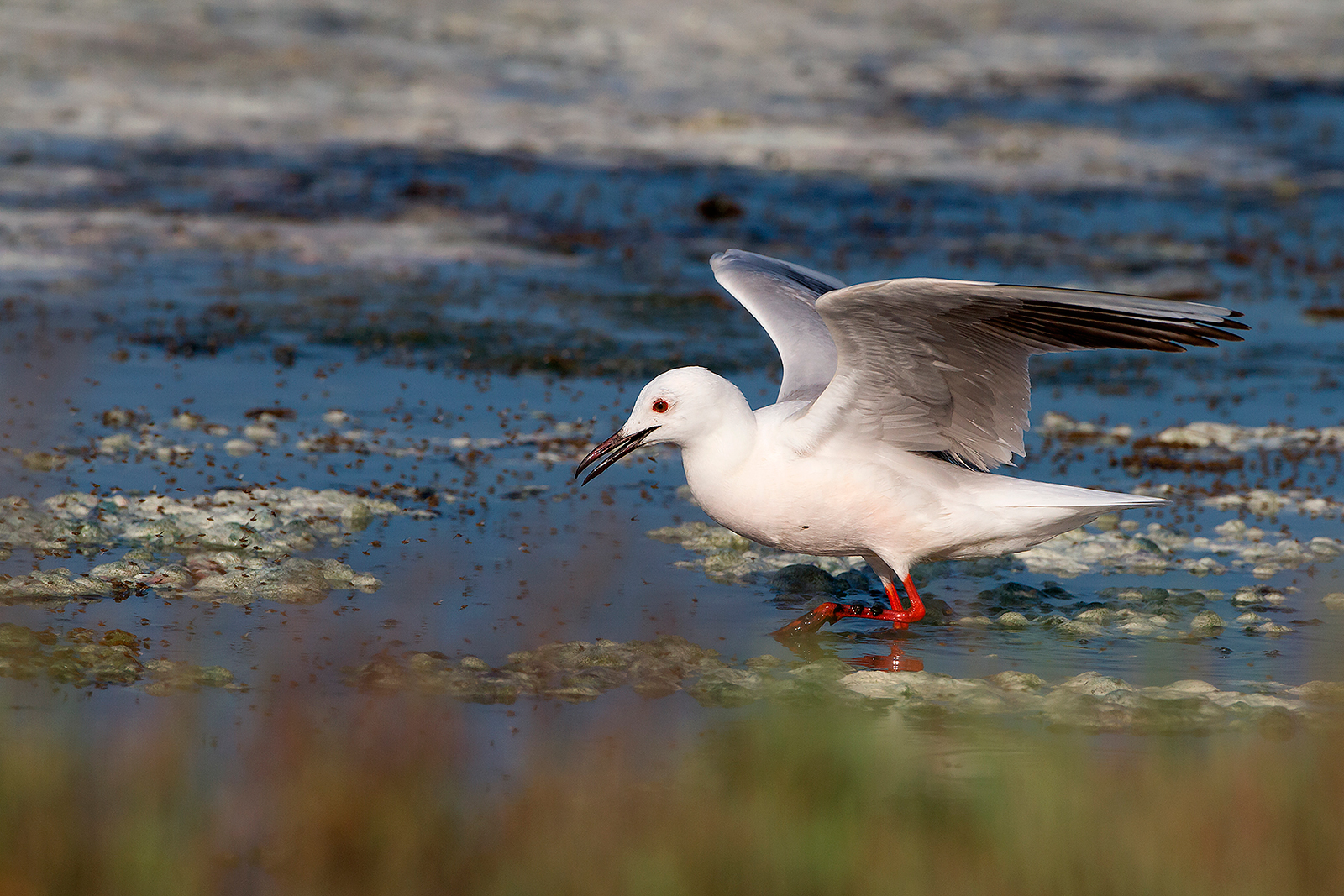 Rosy gull