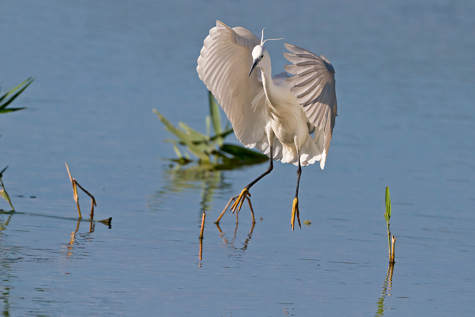 Egret