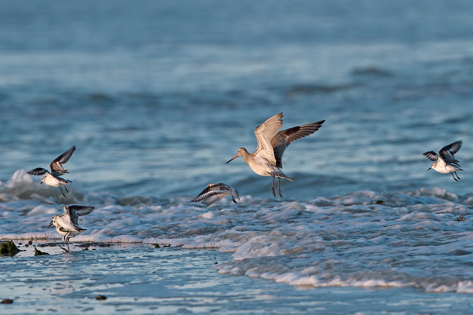 Bar-tailed Godwit and sandpipers