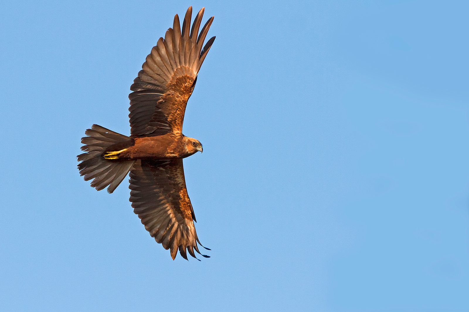 Marsh Harrier