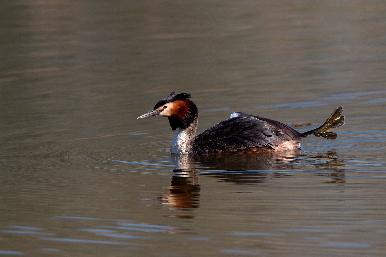 Great Crested Grebe