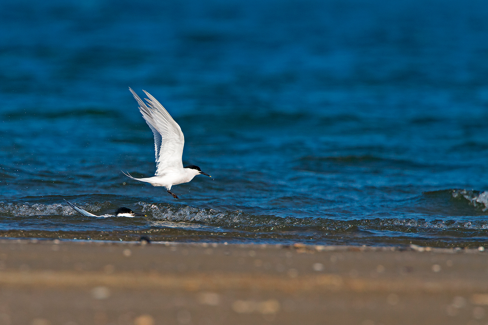 Sandwich Tern