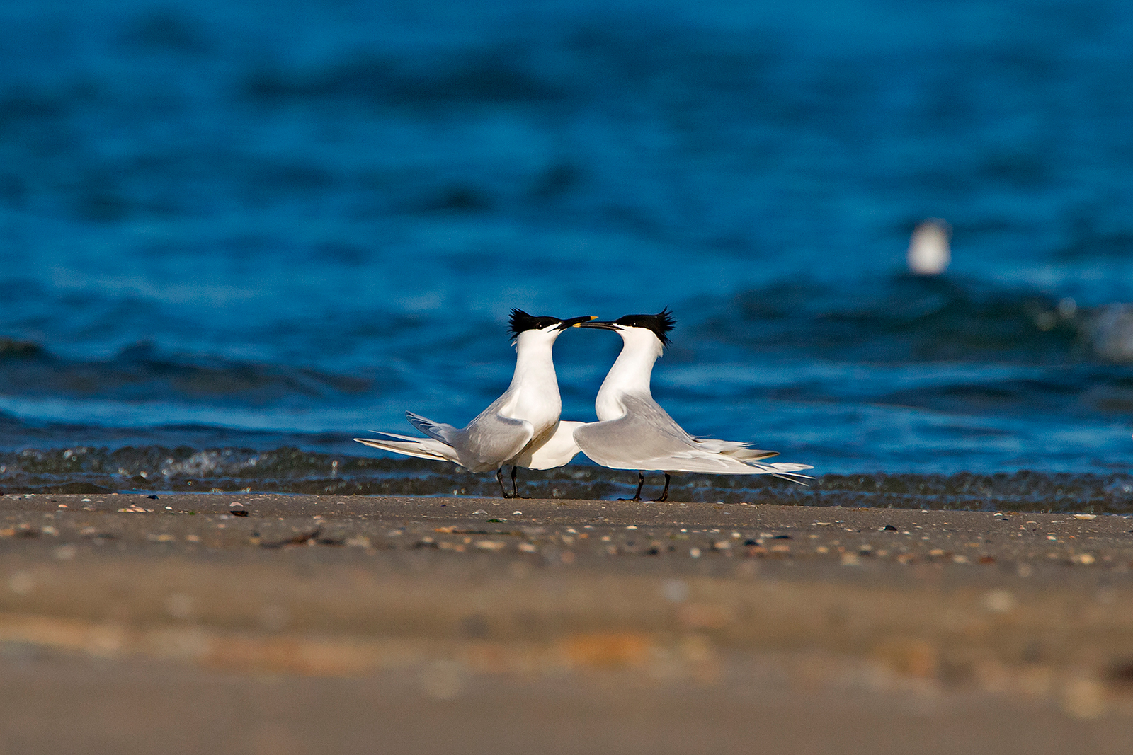 Sandwich Tern