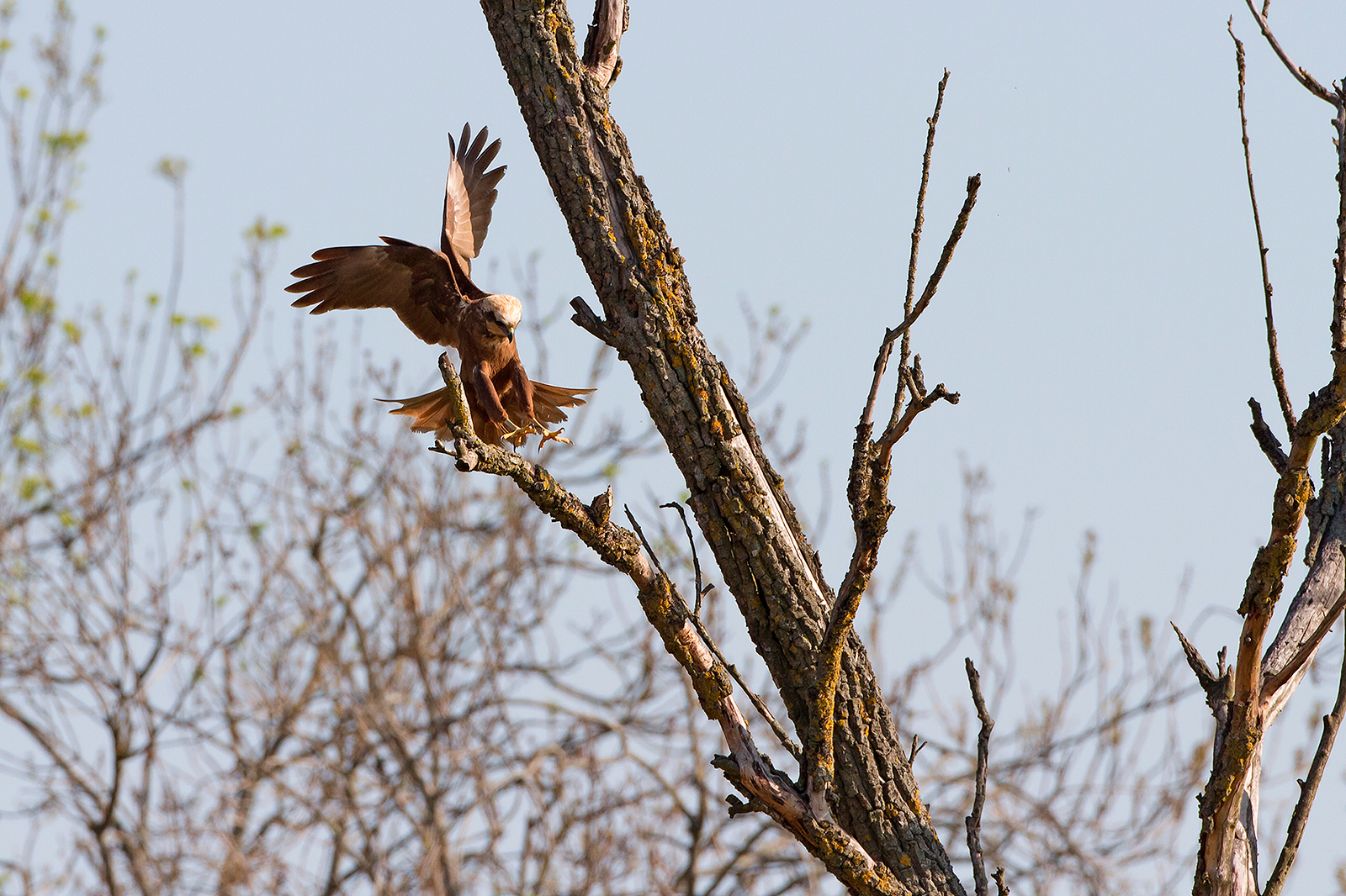 Marsh Harrier