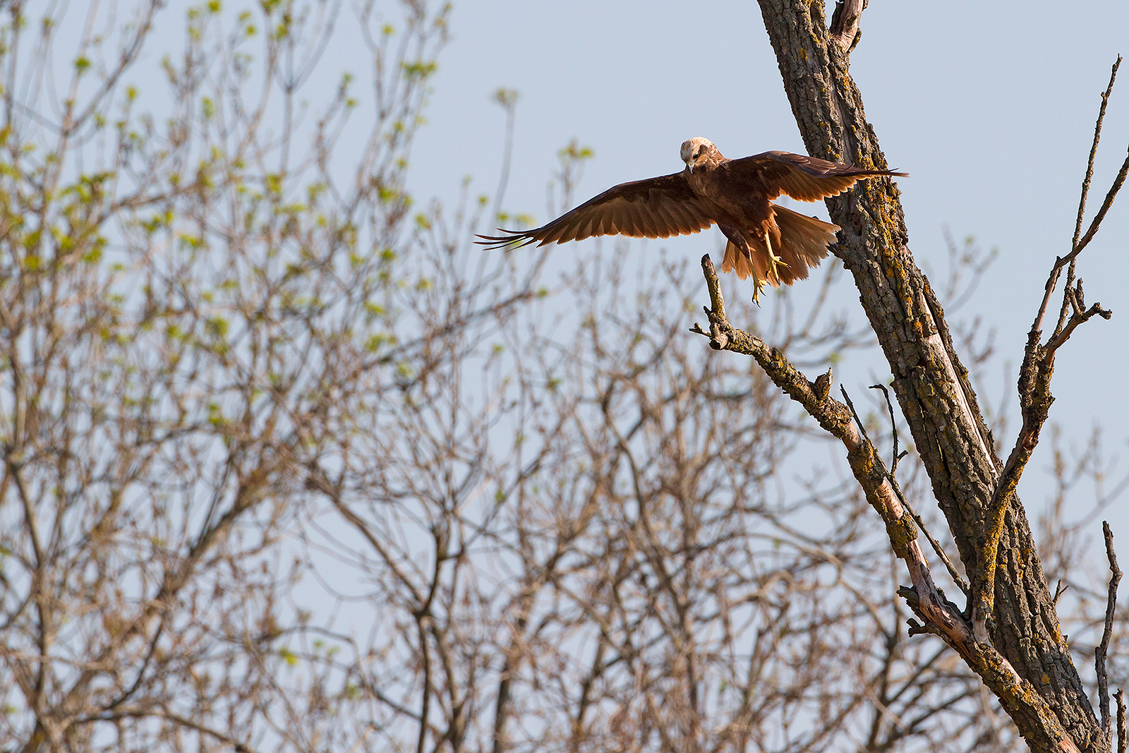 Marsh Harrier