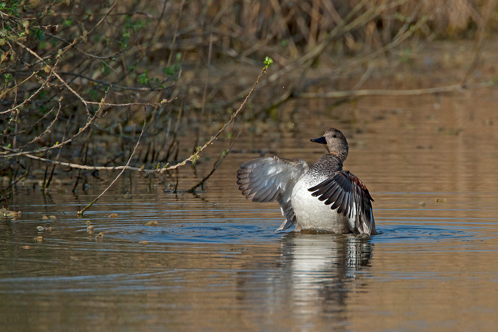 Gadwall