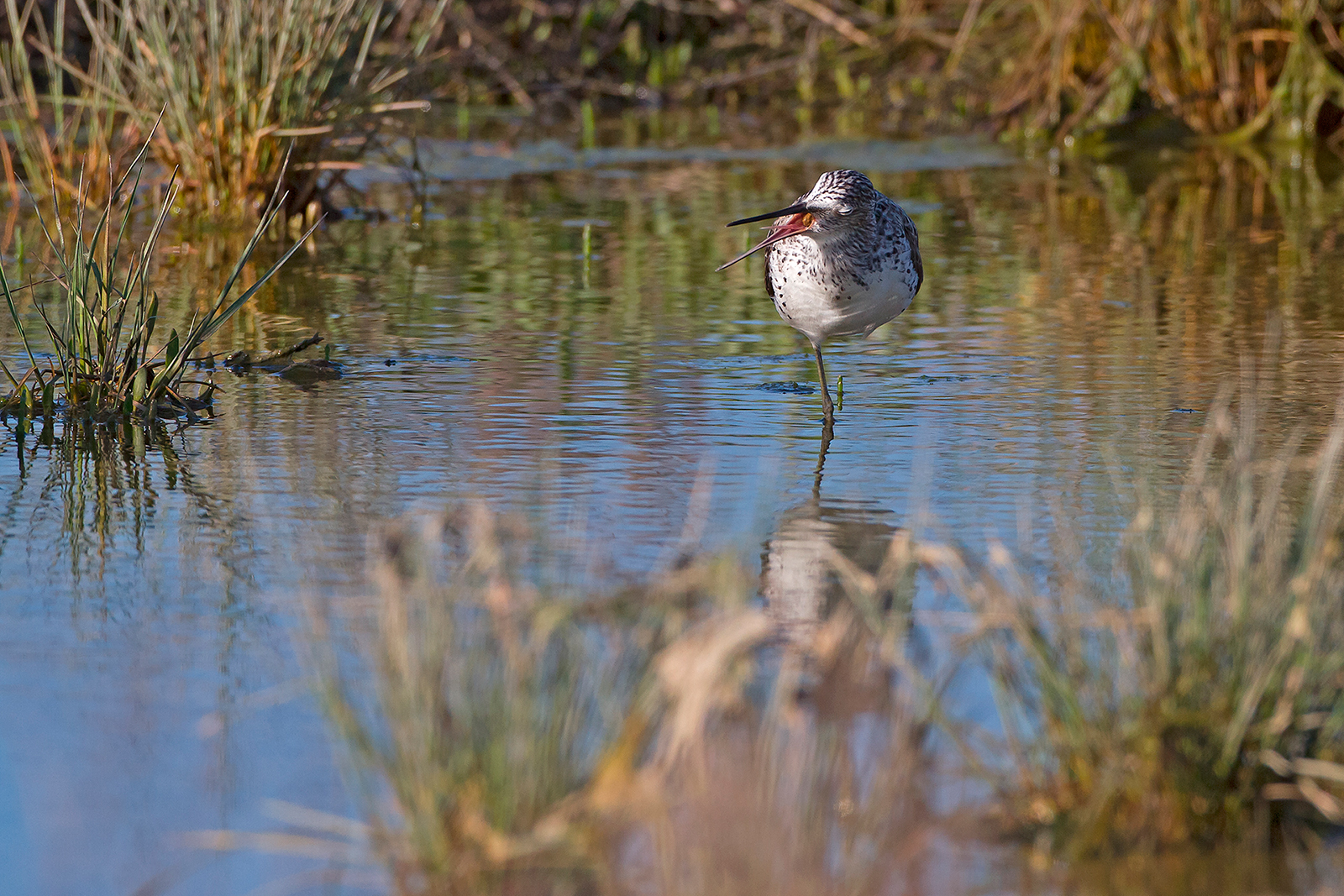 Greenshank with wad